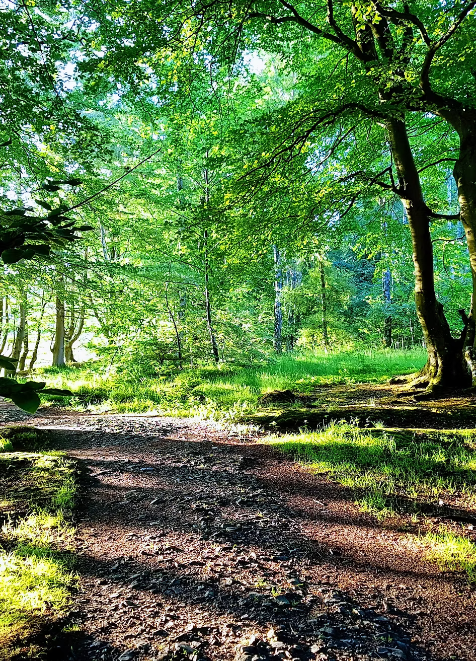 A winding footpath leads through a peaceful woodland with tall trees and dappled sunlight. The scene feels calm and inviting, suggesting a sense of reflection and tranquility. No text is visible in the image.